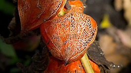水果,開花,紅色