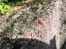 瓢蟲,夏季,甲蟲