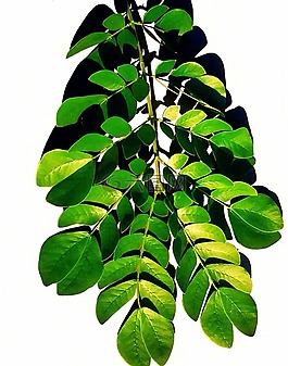 葉,自然,植物
