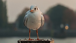 海鷗,漢堡,野生動物攝影