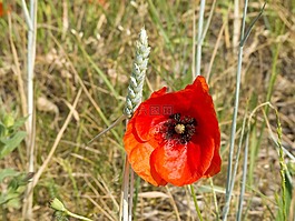 罌粟,klatschmohn,紅罌粟