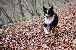 澳大利亞牧羊犬,狗,森林