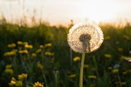 蒲公英,春天,草地
