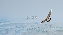 鳥(niǎo),翅膀,南極洲