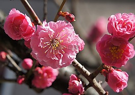 櫻花,鮮花,春
