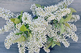 紫丁香,分支機(jī)構(gòu),鮮花