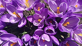 藏紅花,花,春天