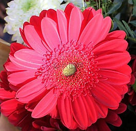 花,植物區(qū)系,花瓣