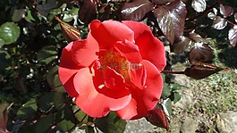 花,自然,植物區(qū)系