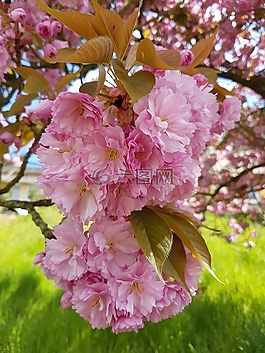 鮮花,粉色,性質(zhì)
