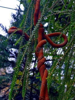 珊瑚豌豆,西澳大利亞,hardenbergia comptonania