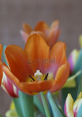 郁金香,春天,春季花束