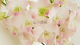 花,蘭花,粉紅色