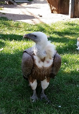 兀鷲,鳥,動物園
