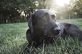 狗,動物,自然
