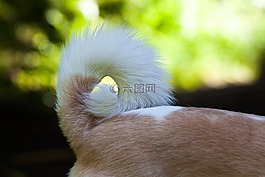 尾,桿,podenco