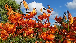 夏季,鮮花,皇冠