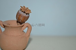 安芙蘭,罌粟,靜物