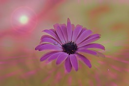 花,雛菊,顏色