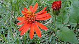 紅色蘭花,園林植物,孤立