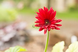 格伯,雏菊,绿色