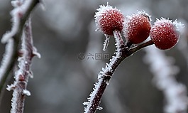 冬天,弗羅斯特,玫瑰果
