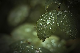 葉,綠色,樹