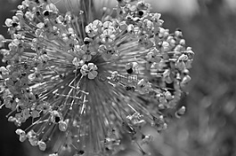 觀賞蔥,性質(zhì),花