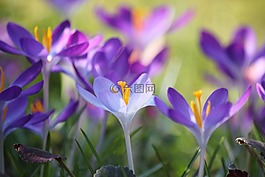藏紅花,花,春天