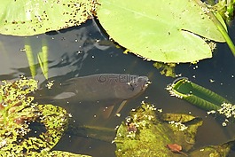 魚(yú),池,自然
