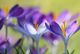 藏紅花,花,春天