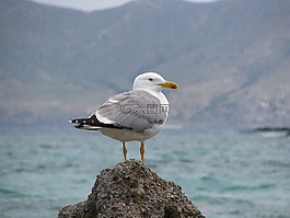 elafonissi,克里特島,希臘
