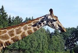 長(zhǎng)頸鹿,動(dòng)物園,斑