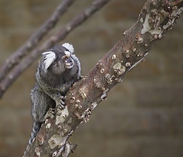 絨猴,靈長類動物,肖像