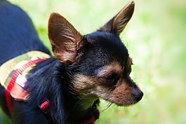 約克夏犬,混合動(dòng)力,奇瓦瓦州
