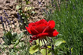 玫瑰,花園玫瑰,紅色