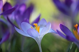 藏紅花,花,春天