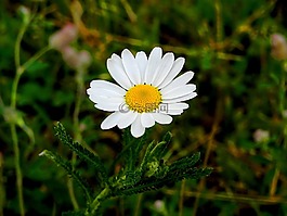 雛菊,草地,花
