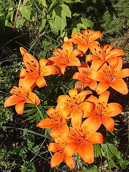 老虎百合花,鲜花,动物群