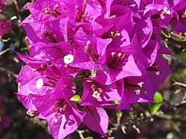 bougainveilla,紫色,鮮花