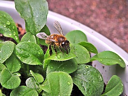 蜜蜂,翅膀,bug