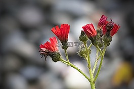 鷹雜草,野生花卉,紅色