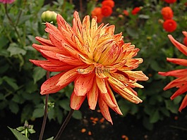 大麗花,花,橘黃色