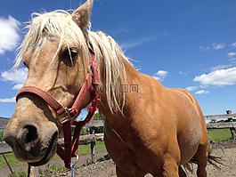 马,haflinger,羁