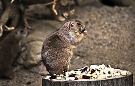 野生動物,動物群,自然