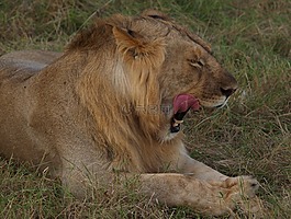 獅子,非洲,坦桑尼亞