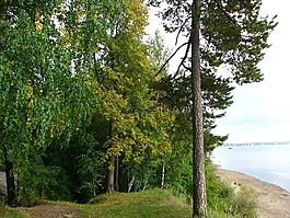 松,森林,樹木