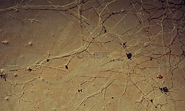 背景,蜘蛛網(wǎng),網(wǎng)絡(luò)