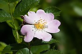 玫瑰,野生玫瑰,白