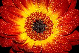 花,開花,濕